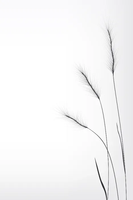 Framed Print : Wheat Composition Print with Copy Space Framed Print : Wheat Composition Print with Copy Space