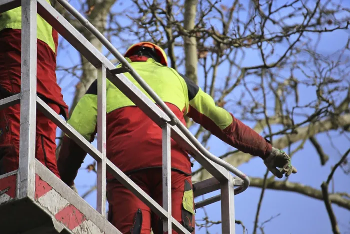 Framed Print : Workers on a work platform pruning trees Print Framed Print : Workers on a work platform pruning trees Print