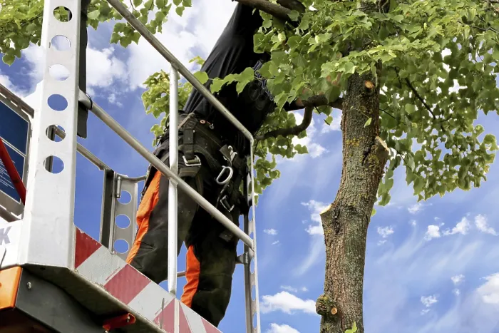 Framed Print : Workers on a work platform pruning trees Print Framed Print : Workers on a work platform pruning trees Print