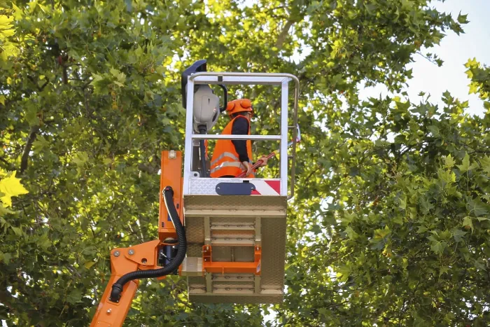Framed Print : Workers on a Work Platform Pruning Trees Print