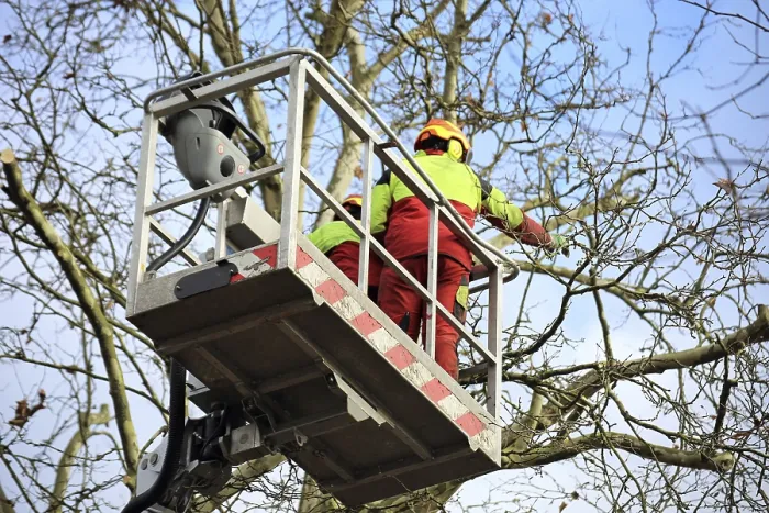 Framed Print : Workers on a Work Platform Prune Trees Print Framed Print : Workers on a Work Platform Prune Trees Print