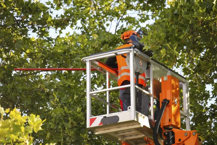 Framed Print : Workers on a Work Platform Prune Trees Print Framed Print : Workers on a Work Platform Prune Trees Print