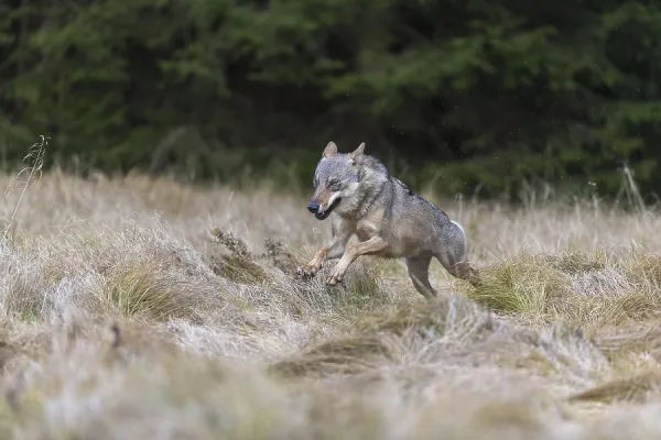 Eurasian Gray Wolf Running in a Meadow Art Prints, Posters