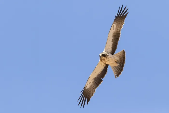 Framed Print : Print of a pale morph Booted Eagle in flight
