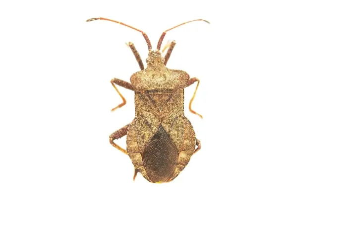Framed Print : Dock Bug Print, Coreus marginatus