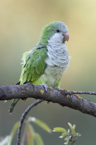Monk Parakeet Print Madrid, Art Prints, Posters Puzzles