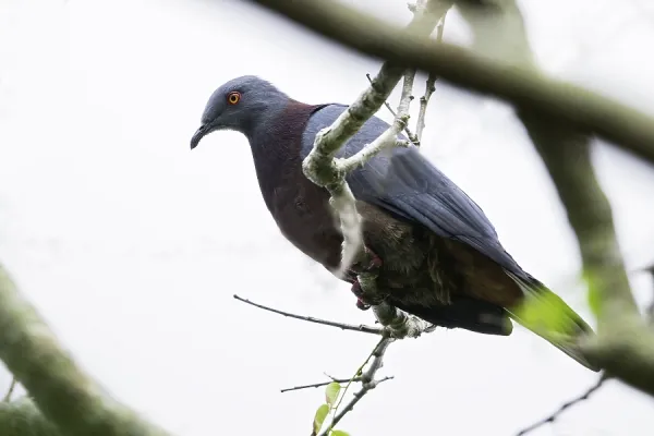 Agami Print: Ducula bakeri Vanuatu Imperial Art Prints