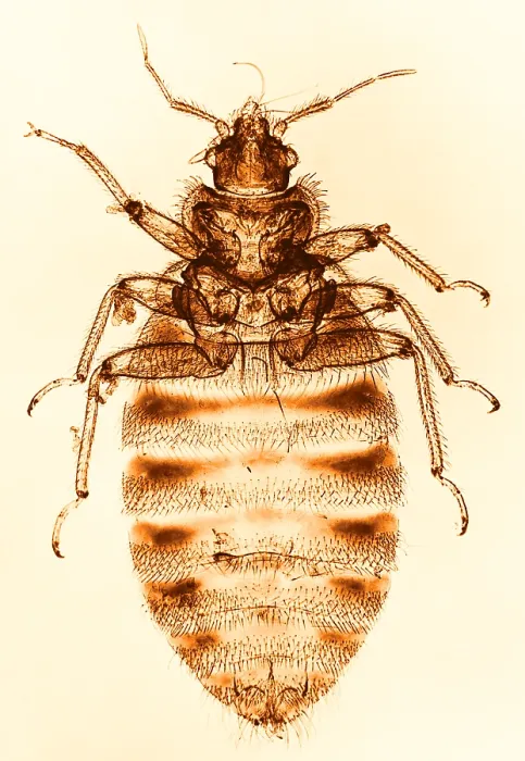 Framed Print : Bedbug Print, Color Enhanced Light Micrograph Framed Print : Bedbug Print, Color Enhanced Light Micrograph