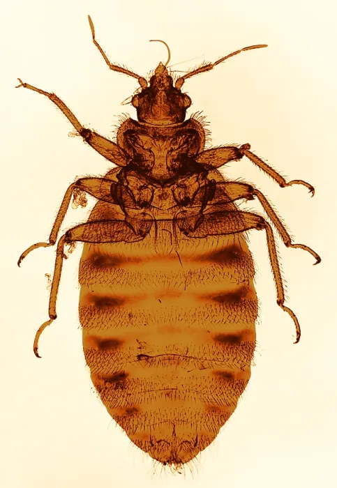 Framed Print : Bedbug Print, Color Enhanced Light Micrograph Framed Print : Bedbug Print, Color Enhanced Light Micrograph