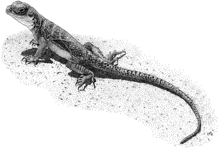 Framed Print : Collared Lizard Print - Pen and Ink Illustration