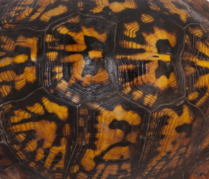 Framed Print : Eastern Box Turtle Shell Print Framed Print : Eastern Box Turtle Shell Print
