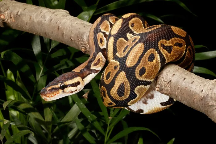 Framed Print : Ball Python Print: Wrapped Around a Branch Framed Print : Ball Python Print: Wrapped Around a Branch