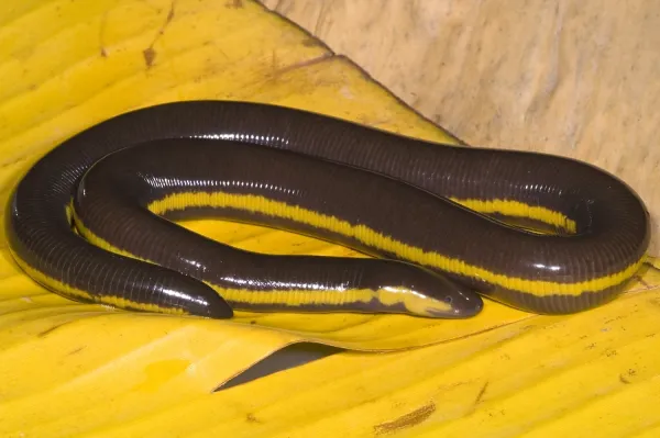Southeast Asian Caecilian, Ichthyophis kohtaoensis Art
