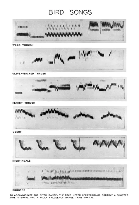 Framed Print : Bird Sound Spectrograms Print Framed Print : Bird Sound Spectrograms Print