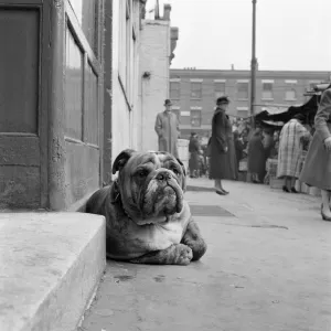 Sights Photographic Print Collection: Camden Market