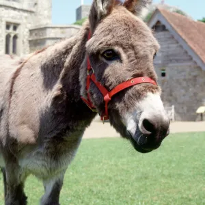 Carisbrooke Castle donkey K030728