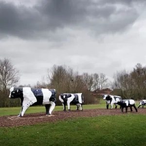 Concrete Cows DP195096