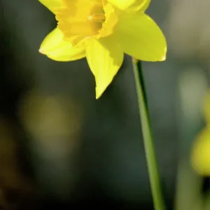 Daffodil N070977