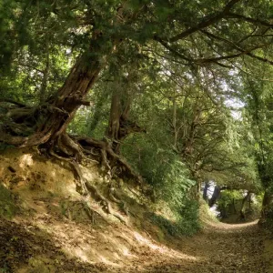 Country Lane Print: Dappled Woodland Scene Country Lane Print: Dappled Woodland Scene