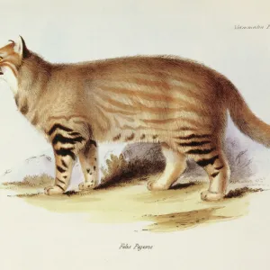 Pampas Cat