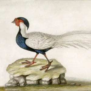 Marble Hill House Pheasant Print