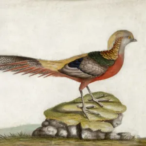Marble Hill House Pheasant Print