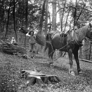 Forestry, Princes Risborough a97_05315