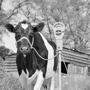 Farming and rural economy Collection: Livestock