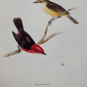 G Collection: John Gould