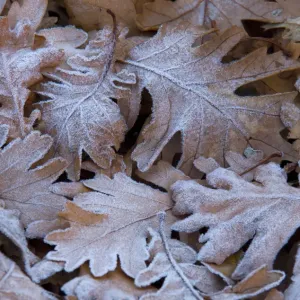 Brown Oak Leaves Print on Frost Brown Oak Leaves Print on Frost