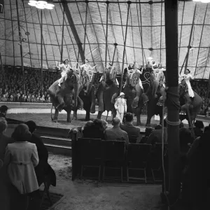 Print of Circus Elephants in a Tent Print of Circus Elephants in a Tent