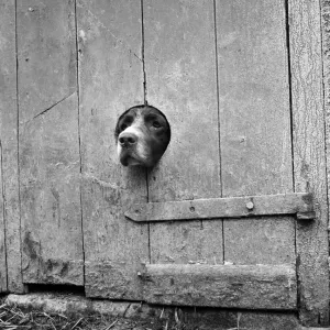 Cornish Springer Spaniel Peering from a Barn Door Print Cornish Springer Spaniel Peering from a Barn Door Print