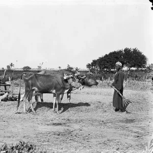 Threshing Print, Egypt Threshing Print, Egypt
