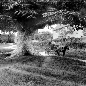 Denton Village Print: A Pony Trap Under an Old Tree