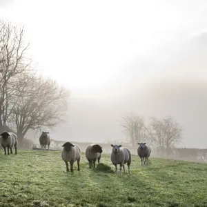 Inquisitive sheep DP195808