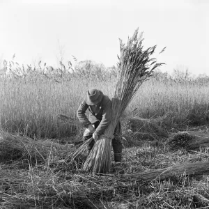 Reed cutting, Norfolk a98_07731