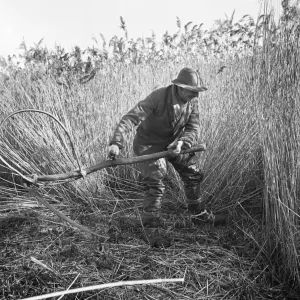 Reed cutting, Norfolk a98_07734