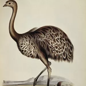 Awe-Inspiring Bird Prints: Rheas