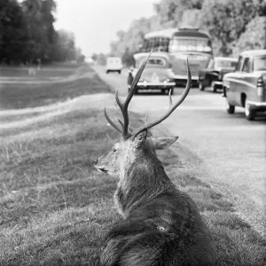 Sights Fine Art Print Collection: Richmond Park