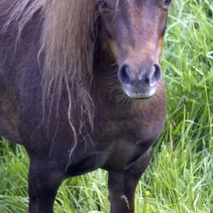 Shetland pony DP049437