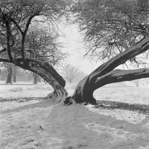 Greater London Collection: Richmond