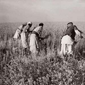 1943 - reaping crops with scythes near Kamechlie, Syria