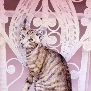 Cats (Domestic) Gallery: Abyssinian
