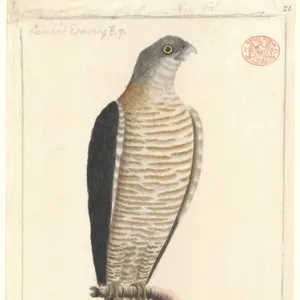 Accipiter cirrocephalus, collared sparrowhawk