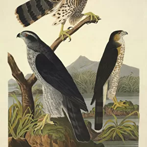 Accipiter gentilis, northern goshawk, Accipiter cooperii, Co