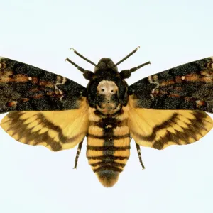 Acherontia atropos, death s-head hawk-moth