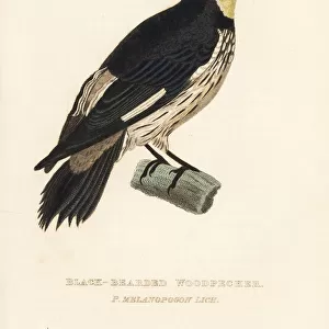 Woodpeckers Fine Art Print Collection: Bearded Woodpecker