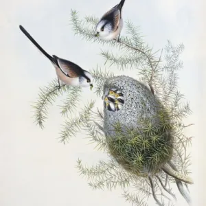 Bovidae Gallery: Caudatus