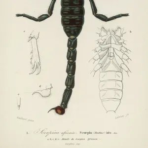 Crustaceans Collection: Scorpion