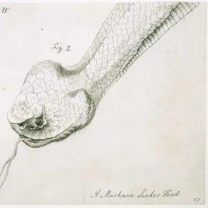 Snakes Mounted Art Print Collection: Cantil